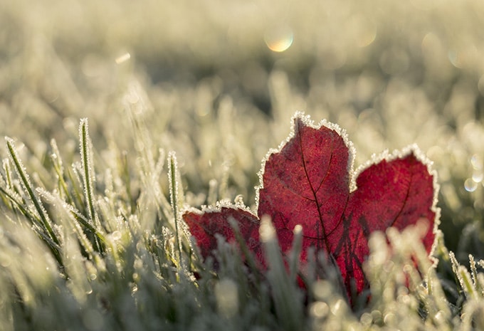 Cuidados del Césped en Invierno [GUÍA] – elCortacesped