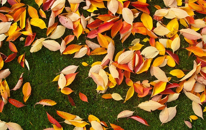 Cuidados del Césped en Otoño [GUÍA] – elCortacesped